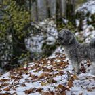 Gamss dans un décor moitié automne et hiver