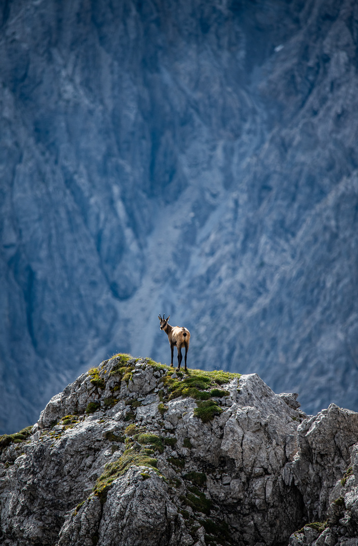 Gamswild im Karwendel