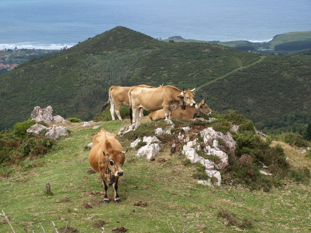 ganaderia trashumante en asturias Imagen & Foto naturaleza diversa