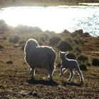 ganado lanar - Argentinien
