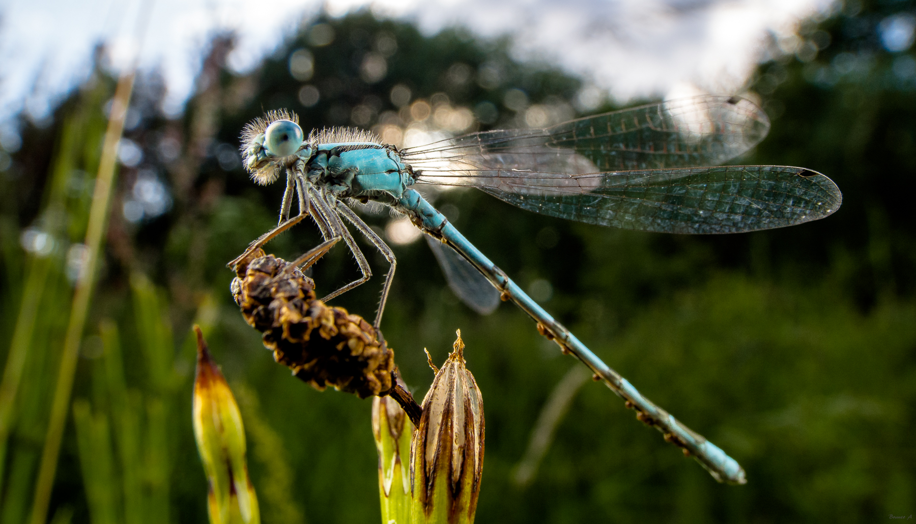 Gandalf the Dragonfly