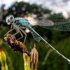 Gandalf the Dragonfly