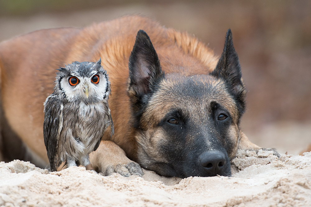 Gandalf und Ingo