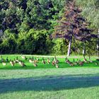 Gander at the Geese