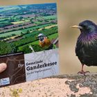 Ganderkesee aus der Vogelperspektive