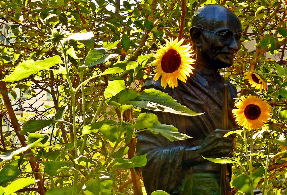 Gandhi in den Sonnenblumen