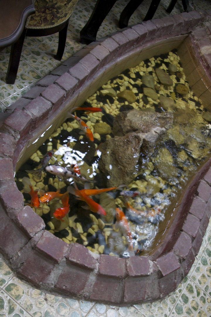 Gandmother Smai Ling's fish-pond