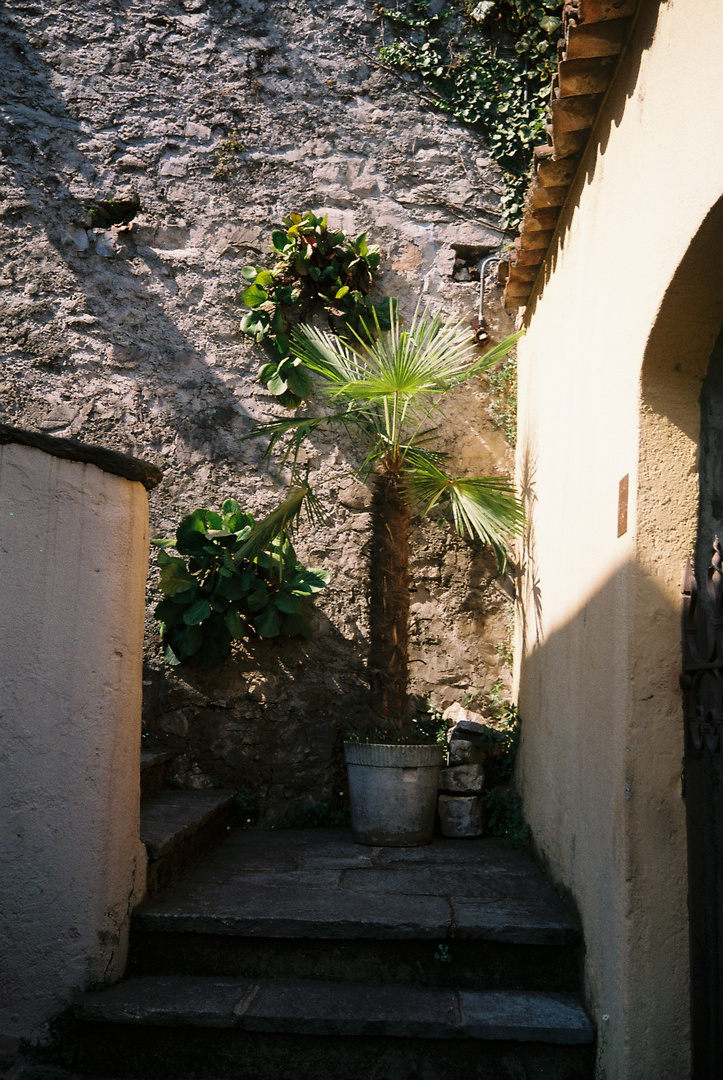 Gandria, am Luganer See, enge Gasse mit Palme