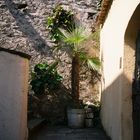 Gandria, am Luganer See, enge Gasse mit Palme