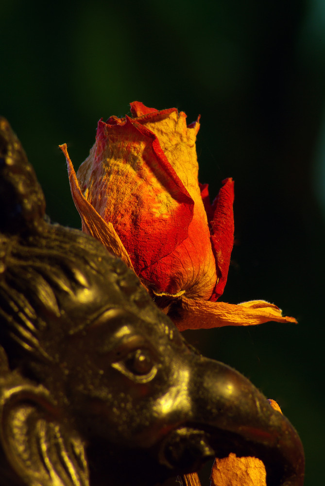 Ganesh mit Rose ( in Liebe.........das nächste Jahr )