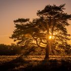 Gang duch die Heide