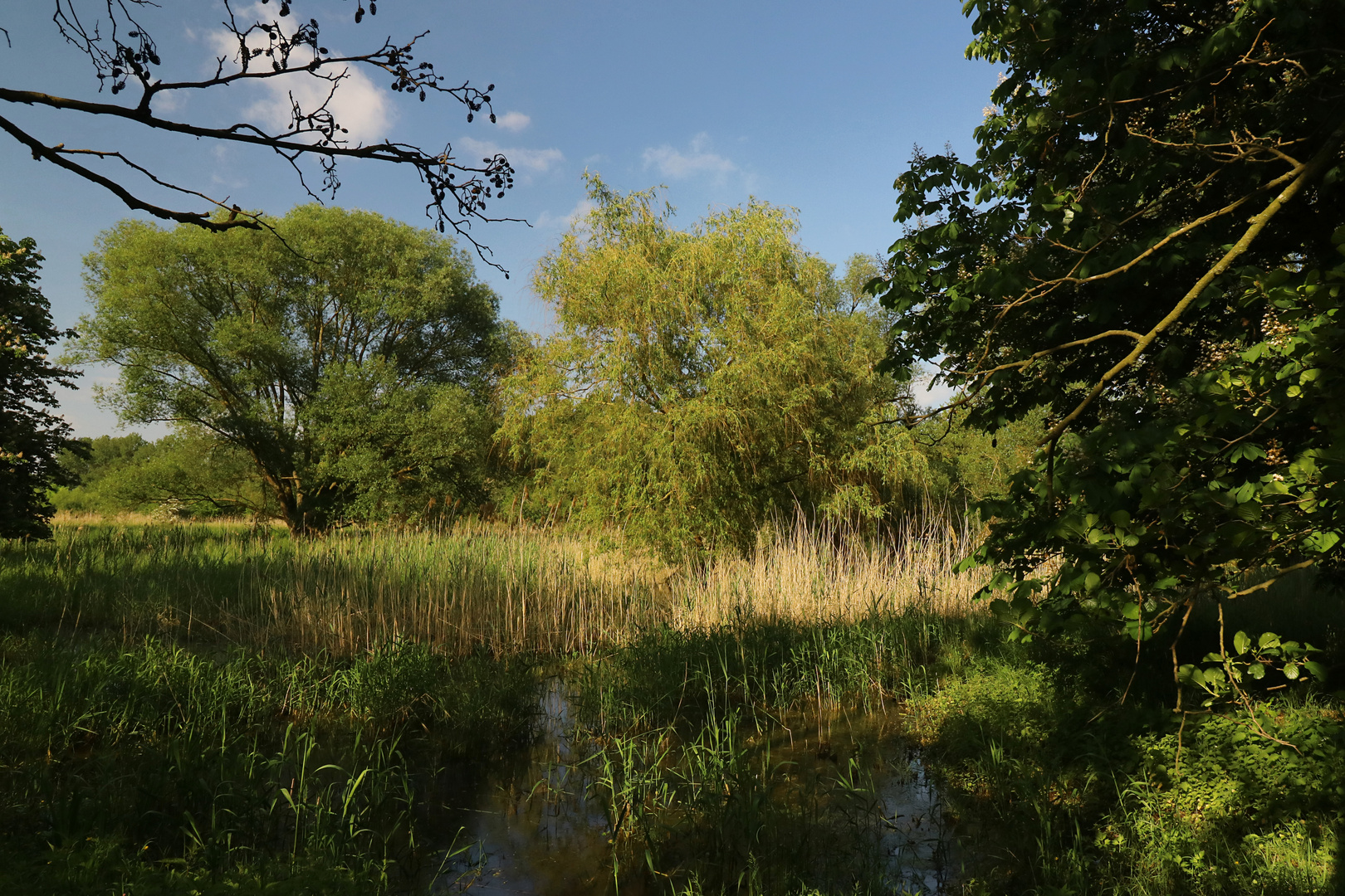 Gang durch das Ried