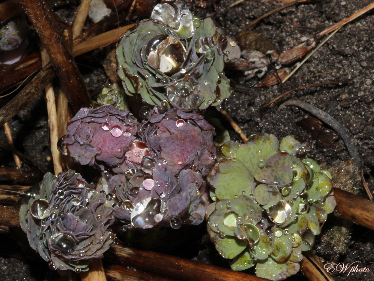 Gang durch den Winter(lichen)-Garten...