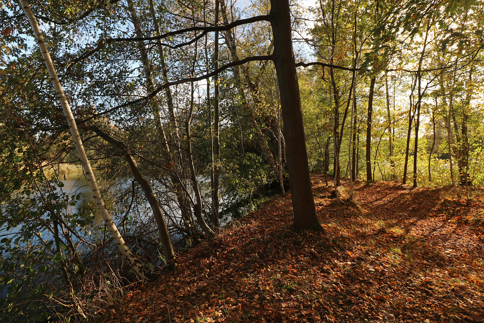 Gang im Herbstlaub Foto & Bild landschaften, wasser, bäume Bilder auf