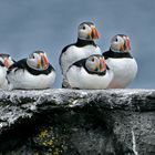 Gang of puffins