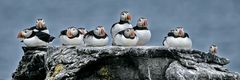 Gang of puffins