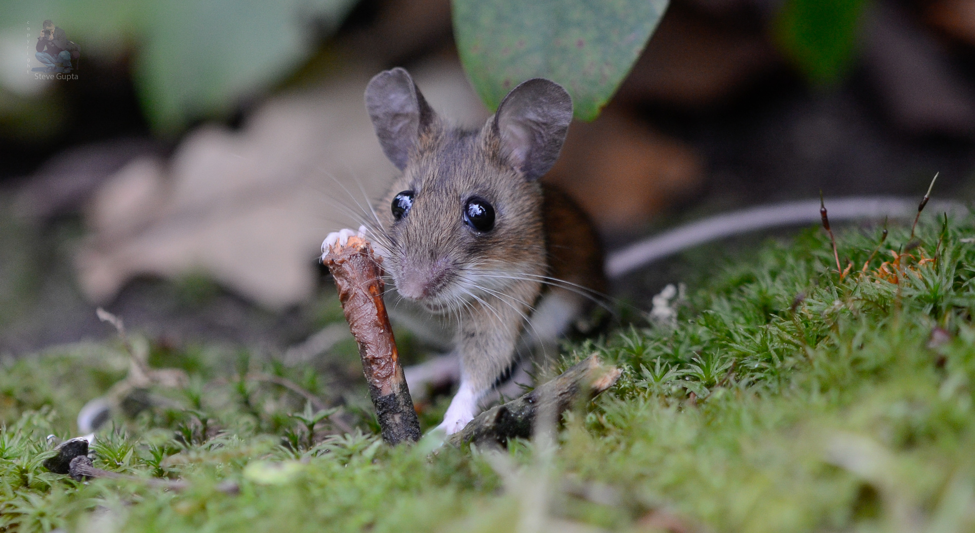 Gangalf die kleine Maus