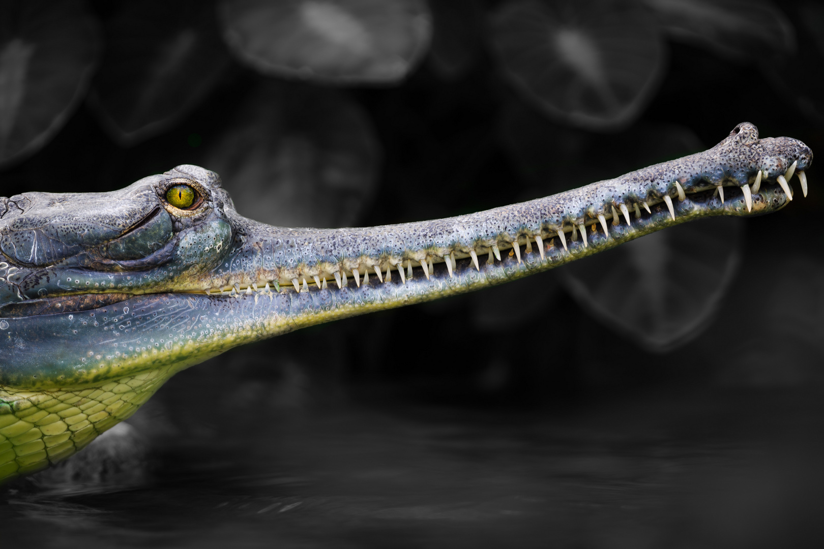 Gangesgavial