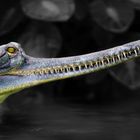 Gangesgavial