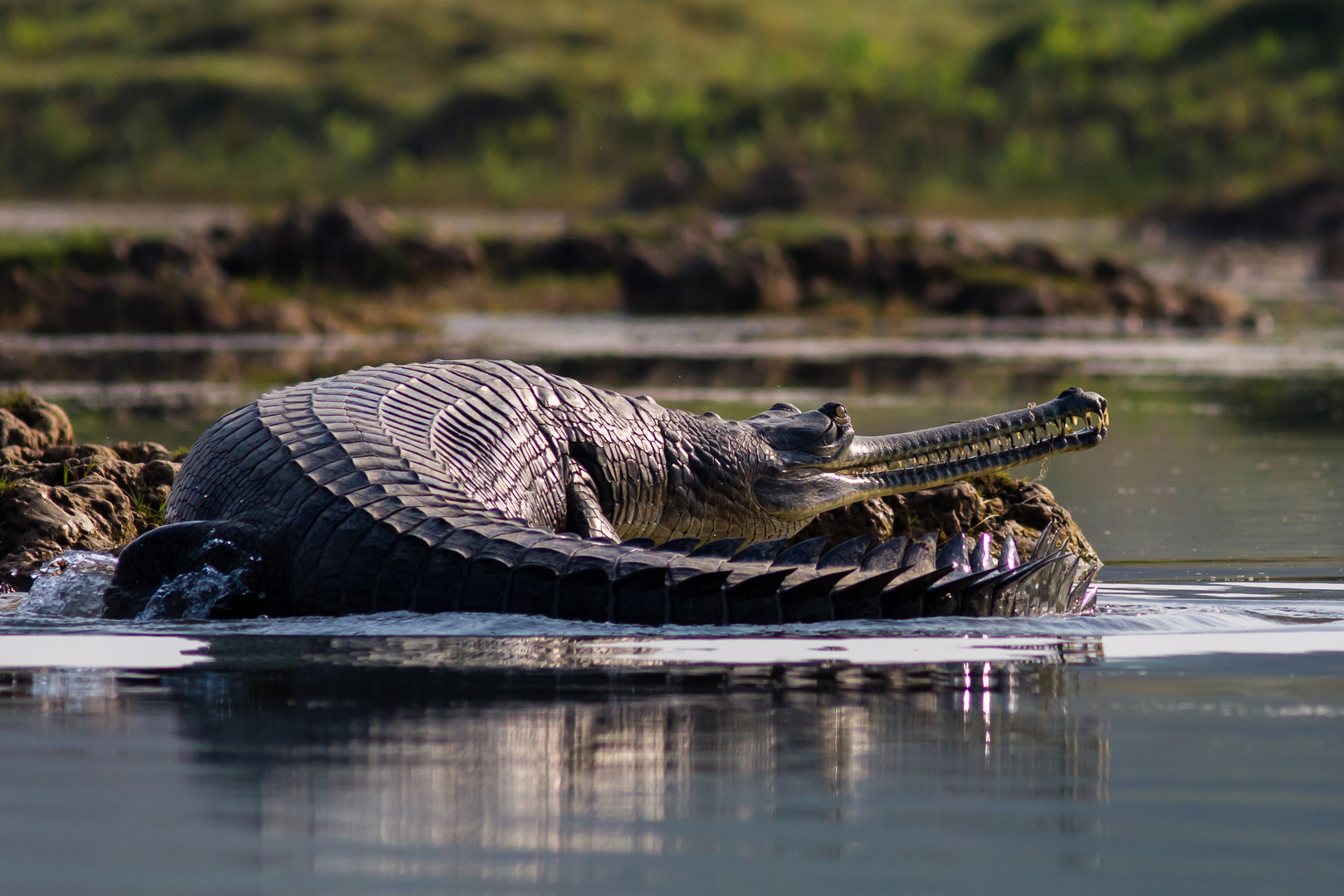 Gangesgavial im Chambaltal, Nordindien