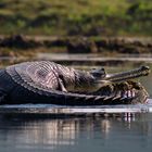 Gangesgavial im Chambaltal, Nordindien