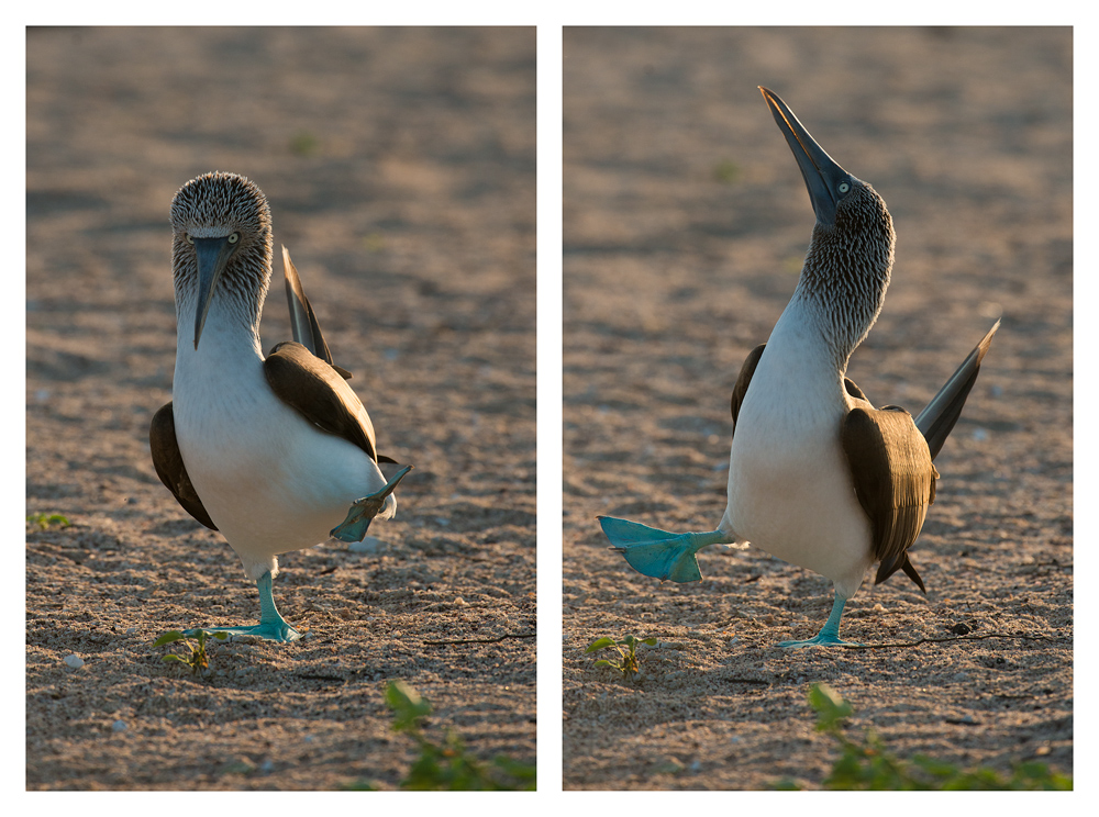 Gangnam Boobie