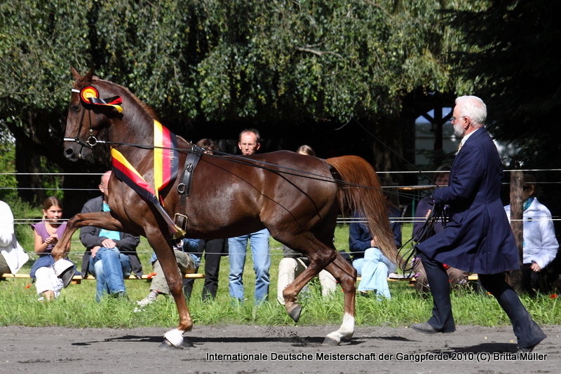 Gangpferd des Jahres 2010