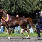 Gangpferd des Jahres 2010