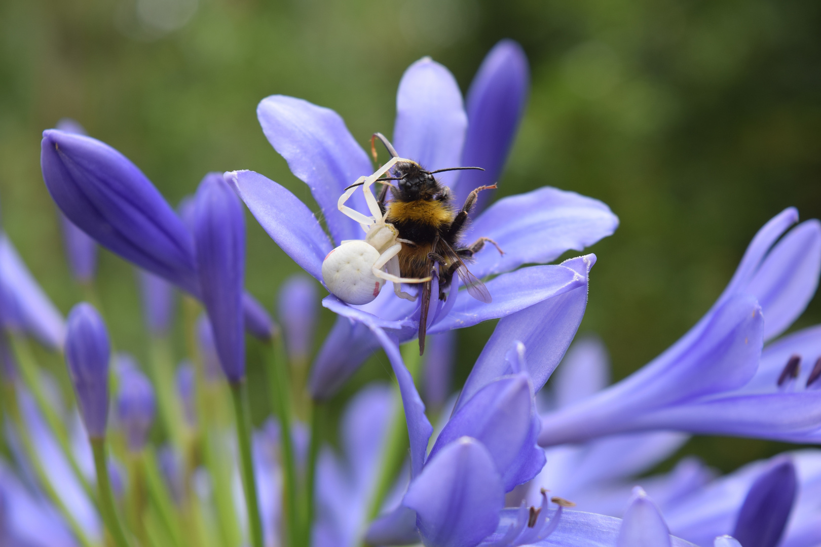 Gangsta Spider and the bee