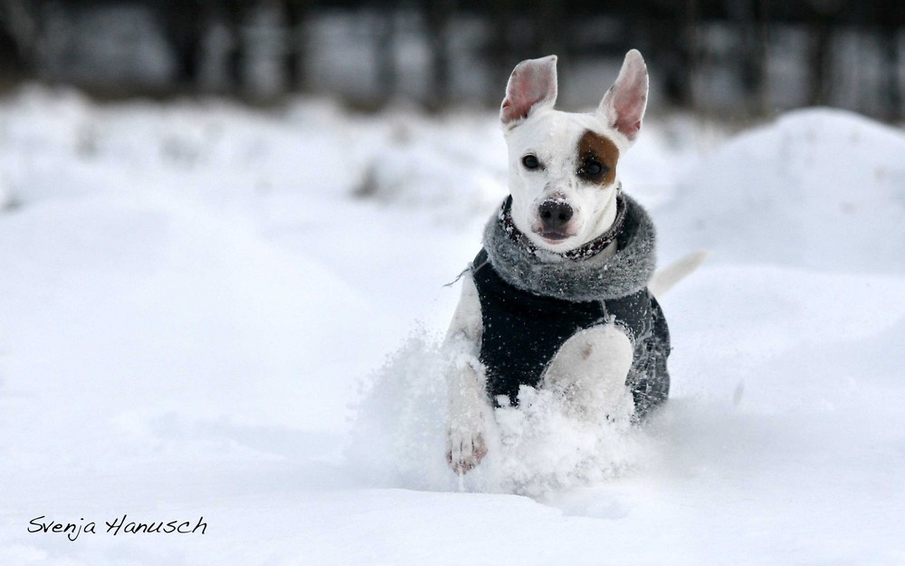 Gangster im Schnee II