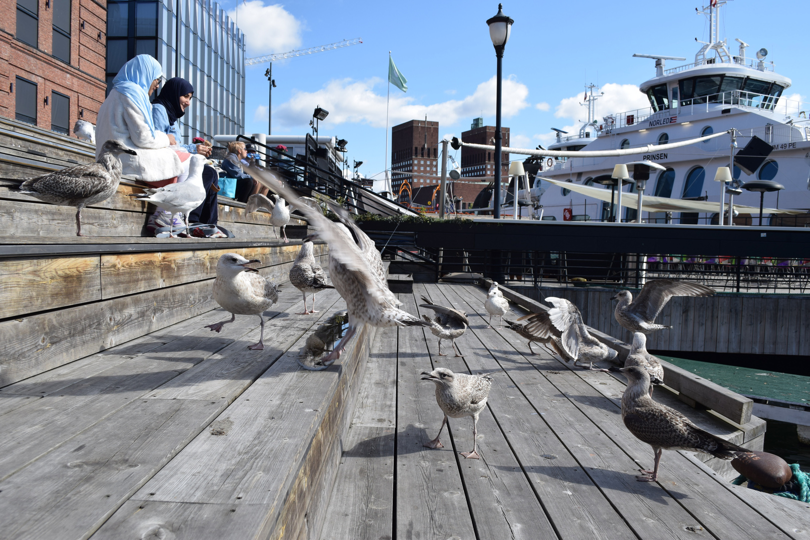 Gangster Seagulls