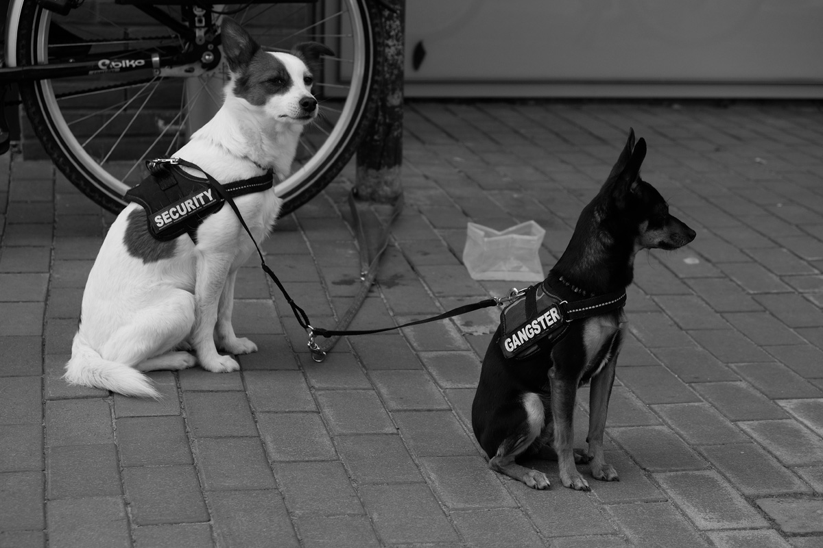 Gangster und Security