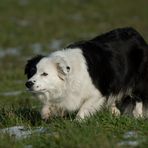 Gangwerk Border Collie