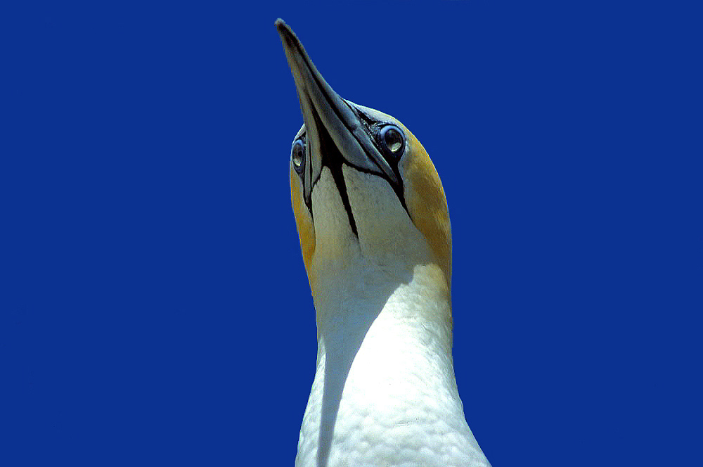 gannet