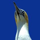 gannet