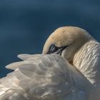 Gannet