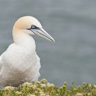 Gannet