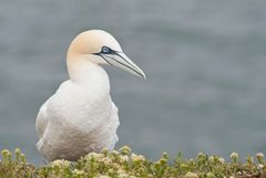 Gannet