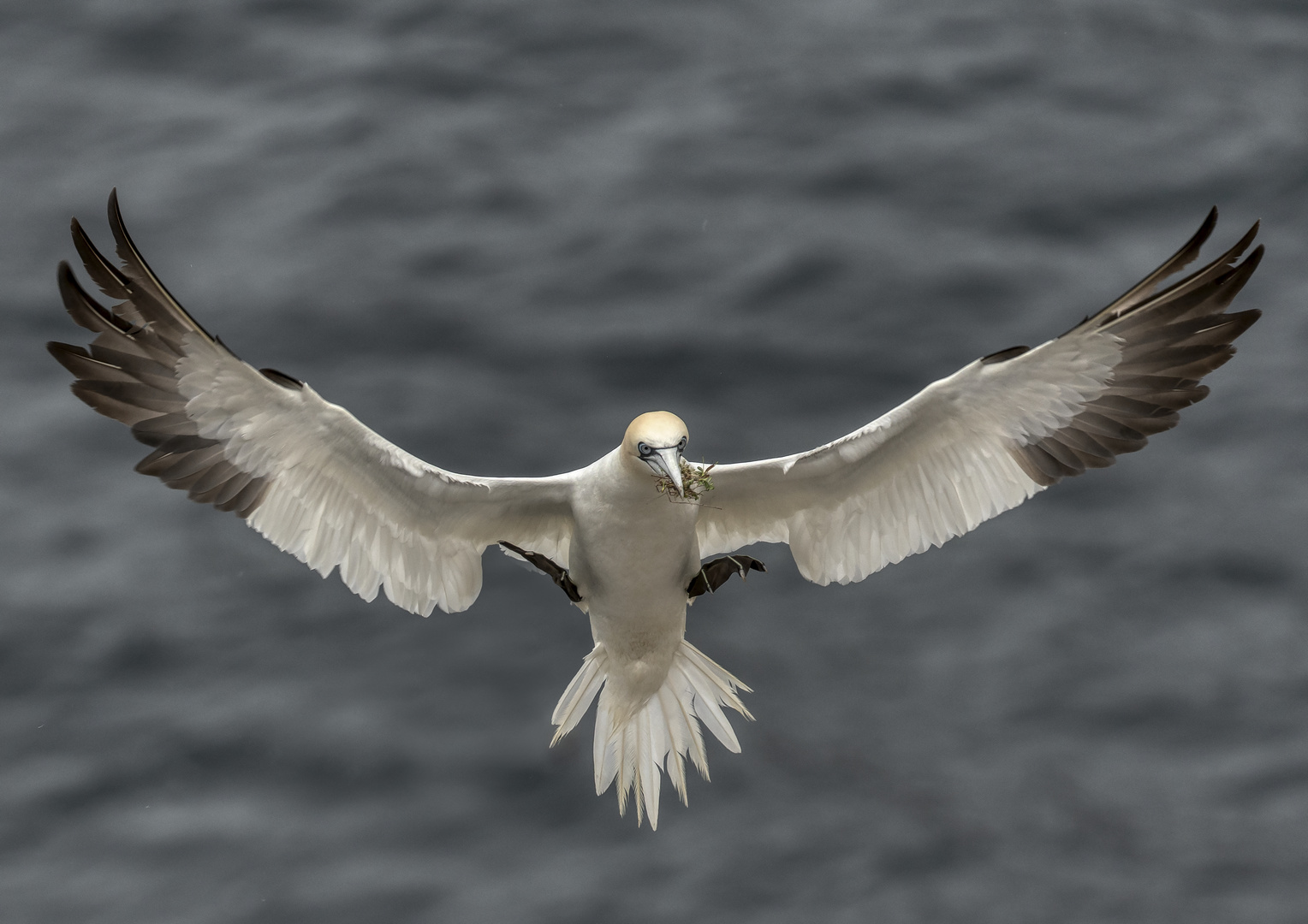 Gannet