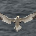 Gannet