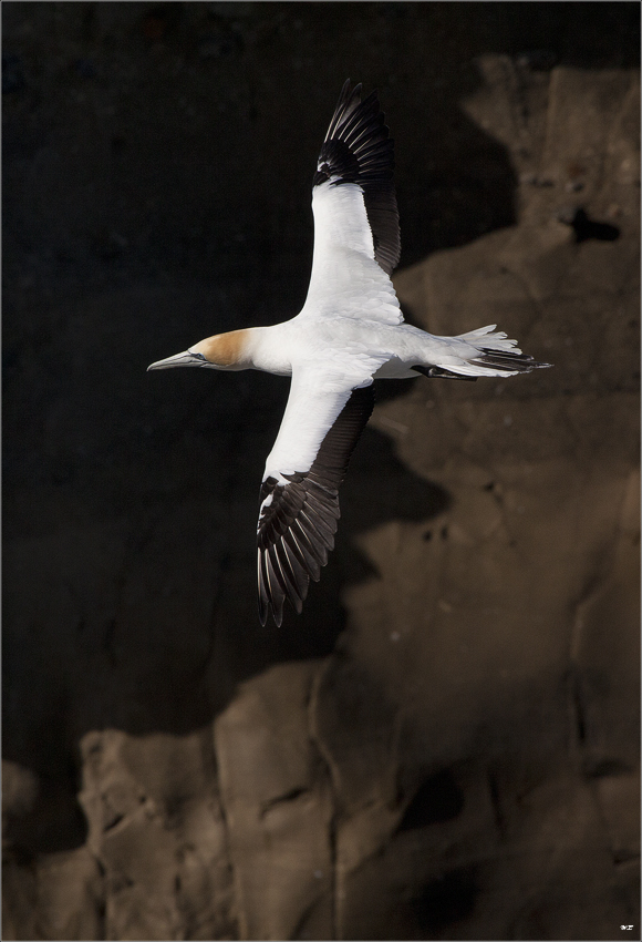 Gannet