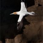 Gannet