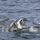 Gannet