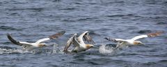 Gannet