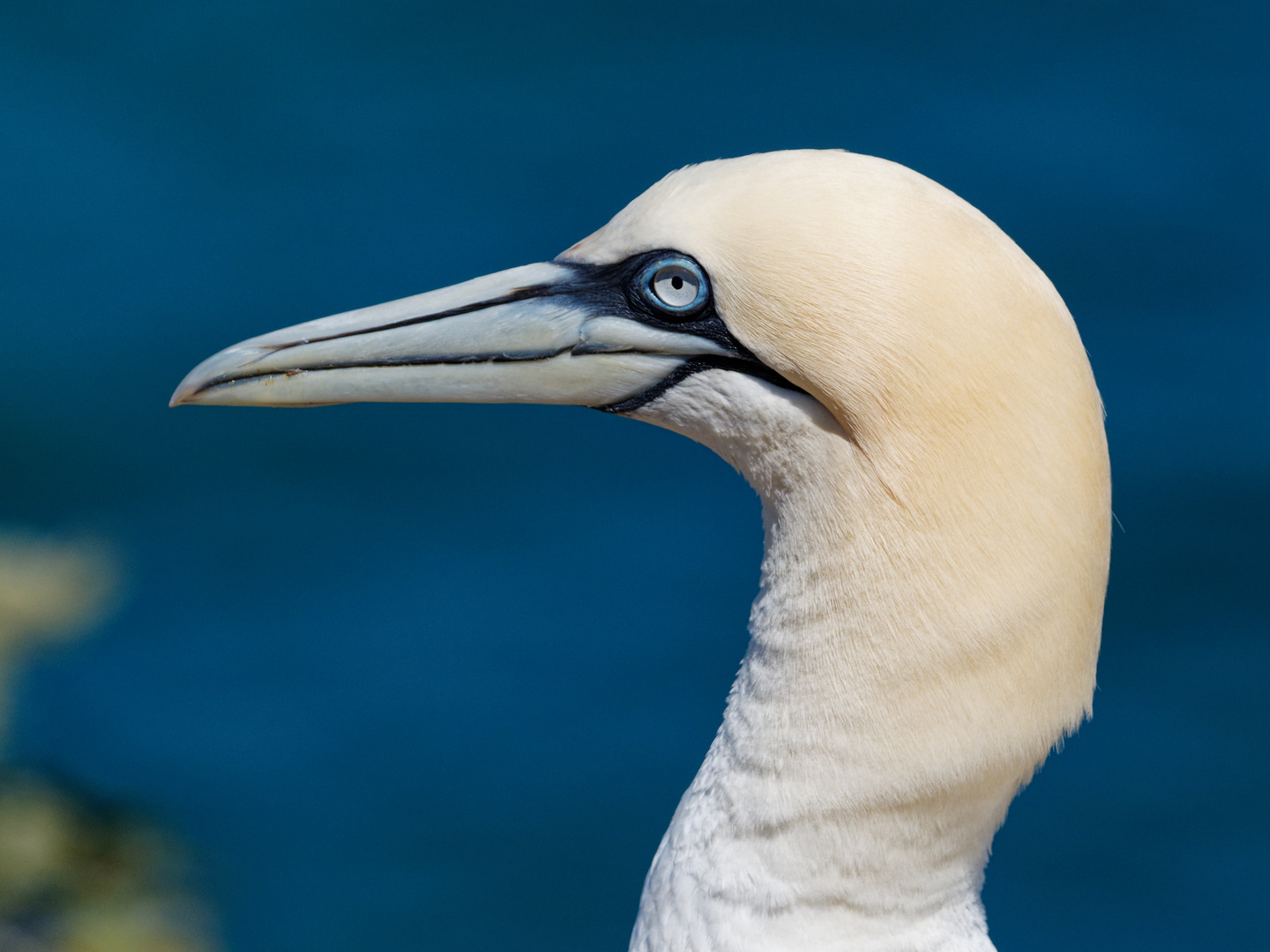 Gannet