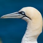 Gannet