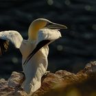 Gannet