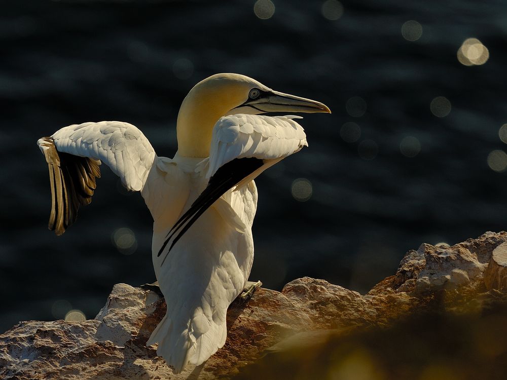 Gannet