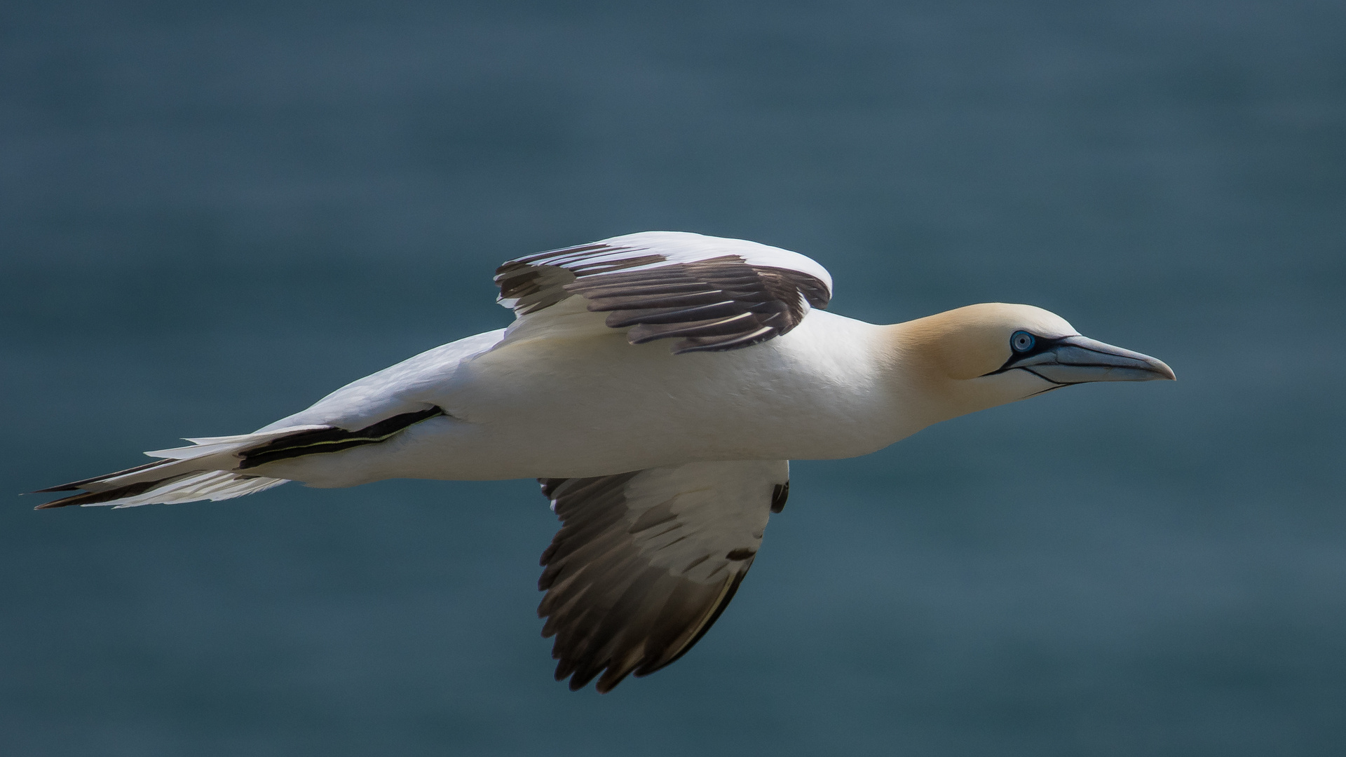 Gannet Airlines