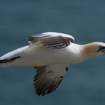 Gannet Airlines